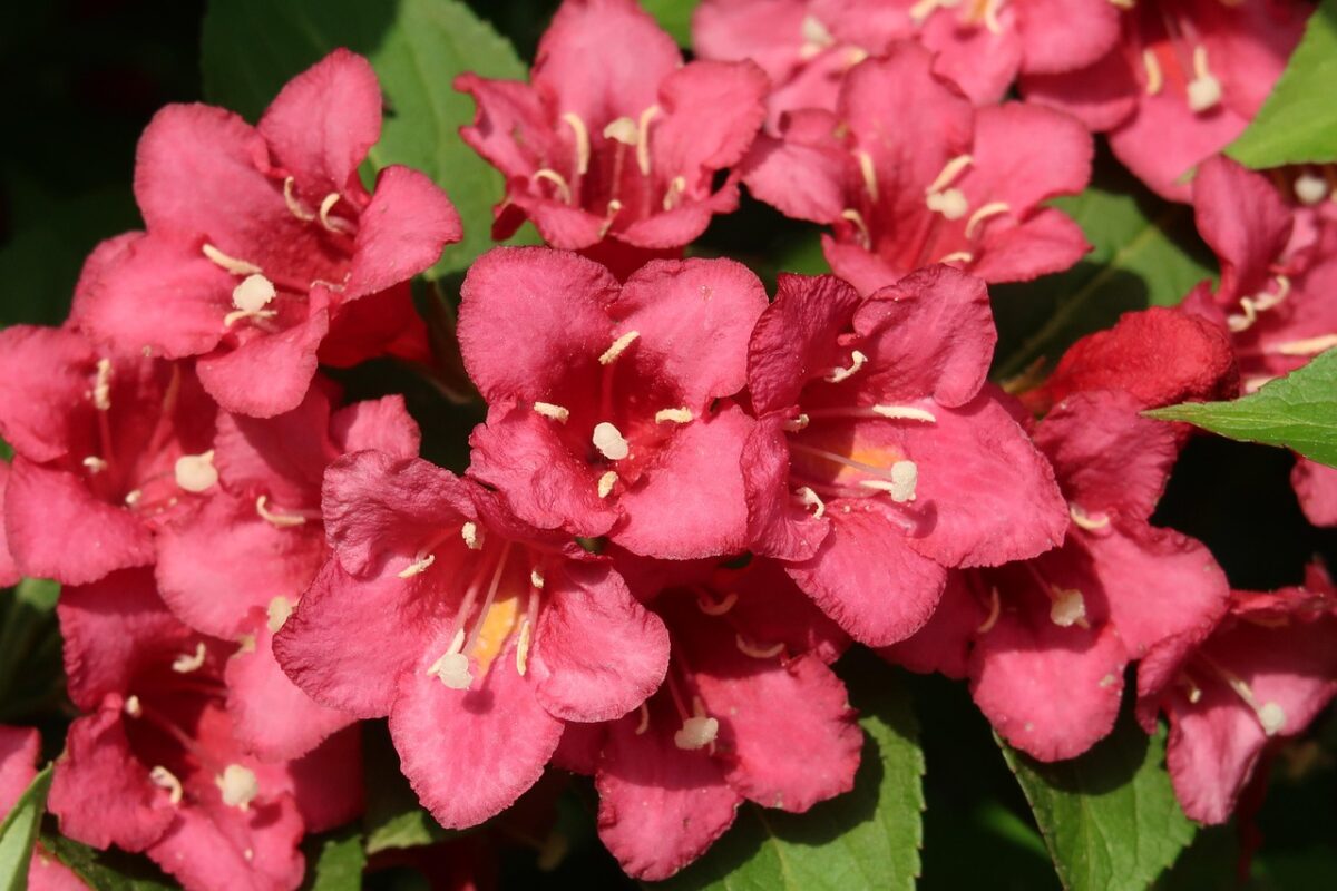 Weigelia Weigelia