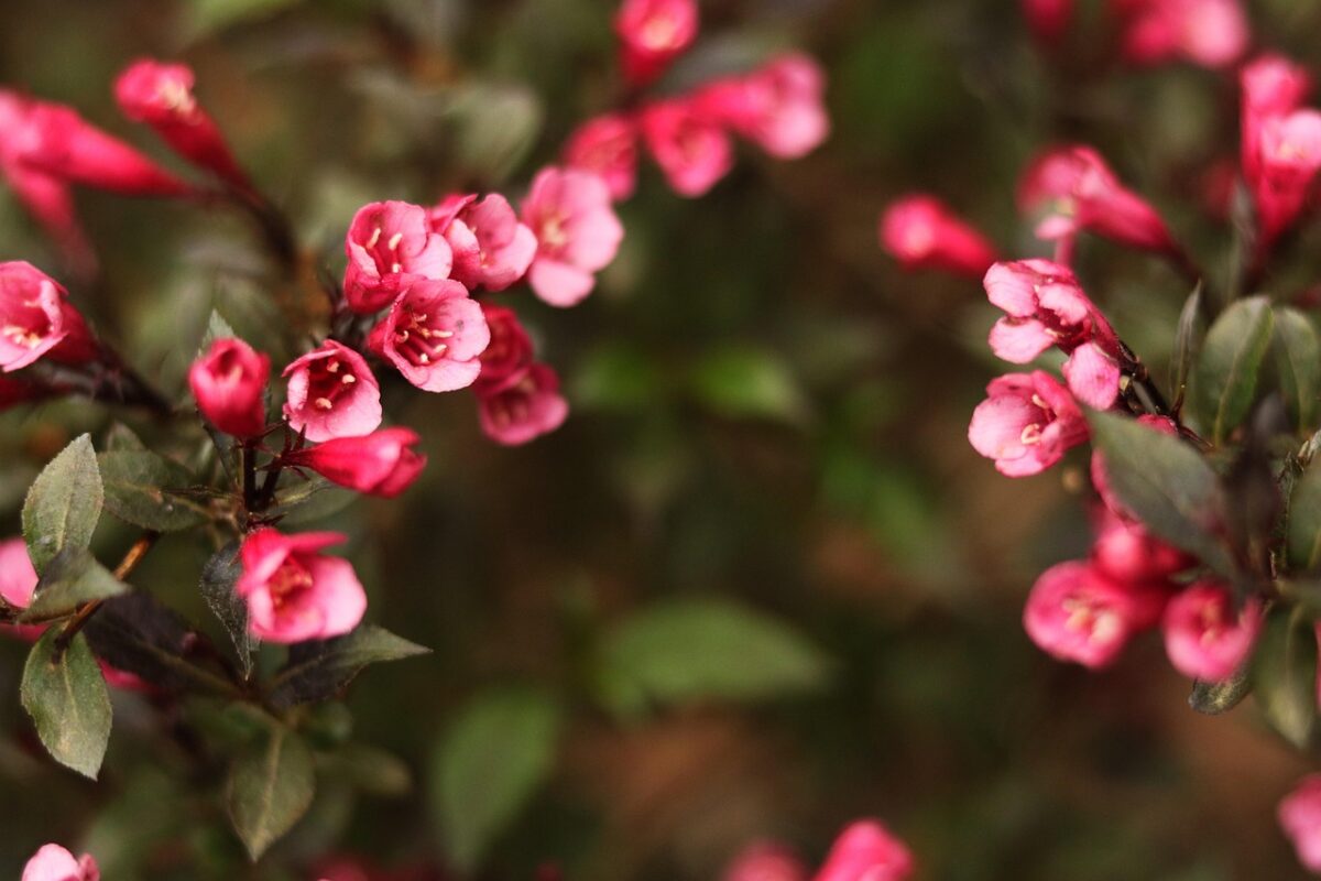 Weigelia Weigelia