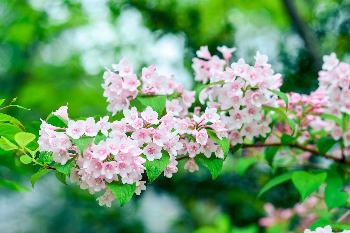 Weigelia Weigelia