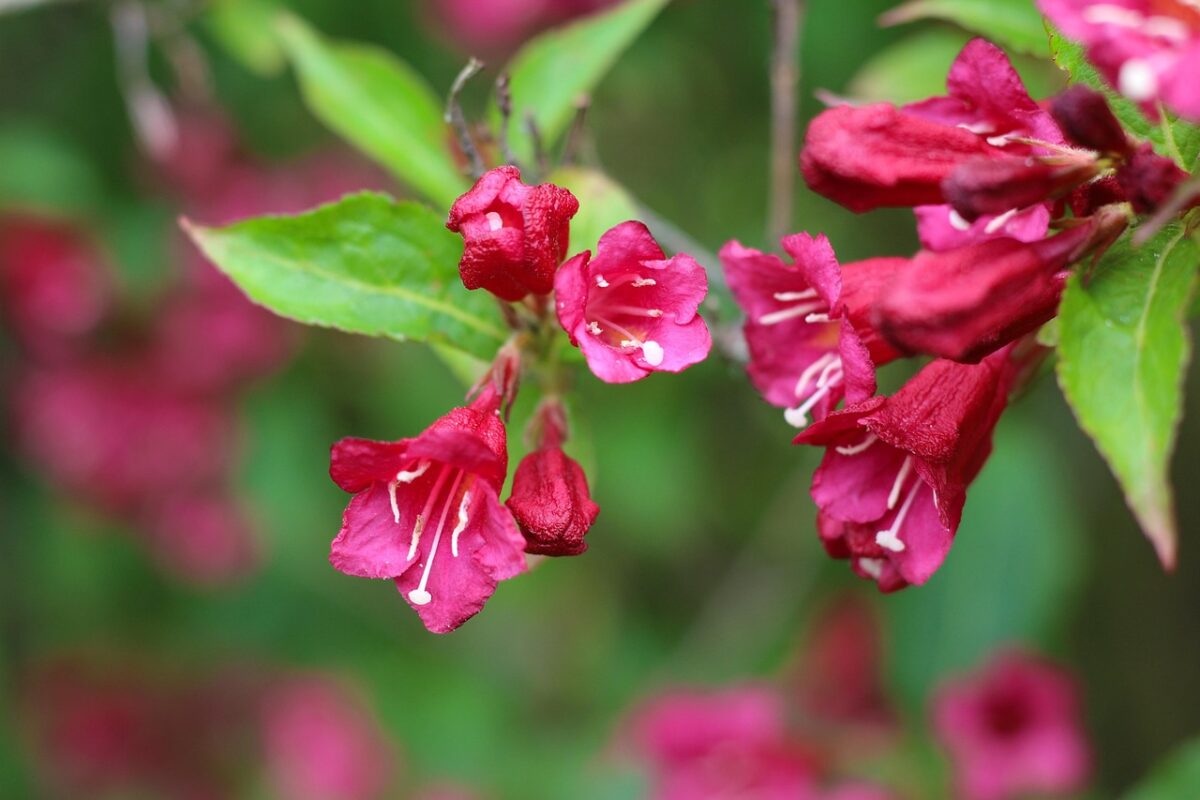 Weigelia Weigelia