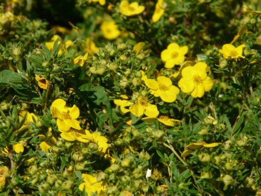 Westringia fruticosa – Falso rosmarino