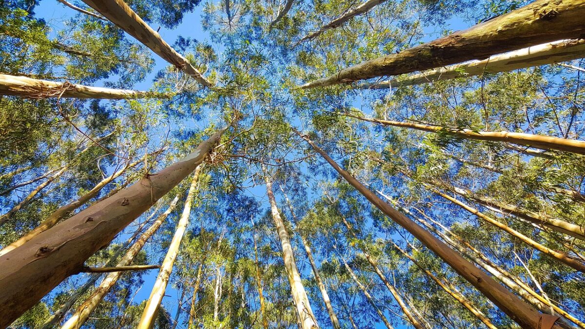Albero, Eucalipto Albero, Eucalipto