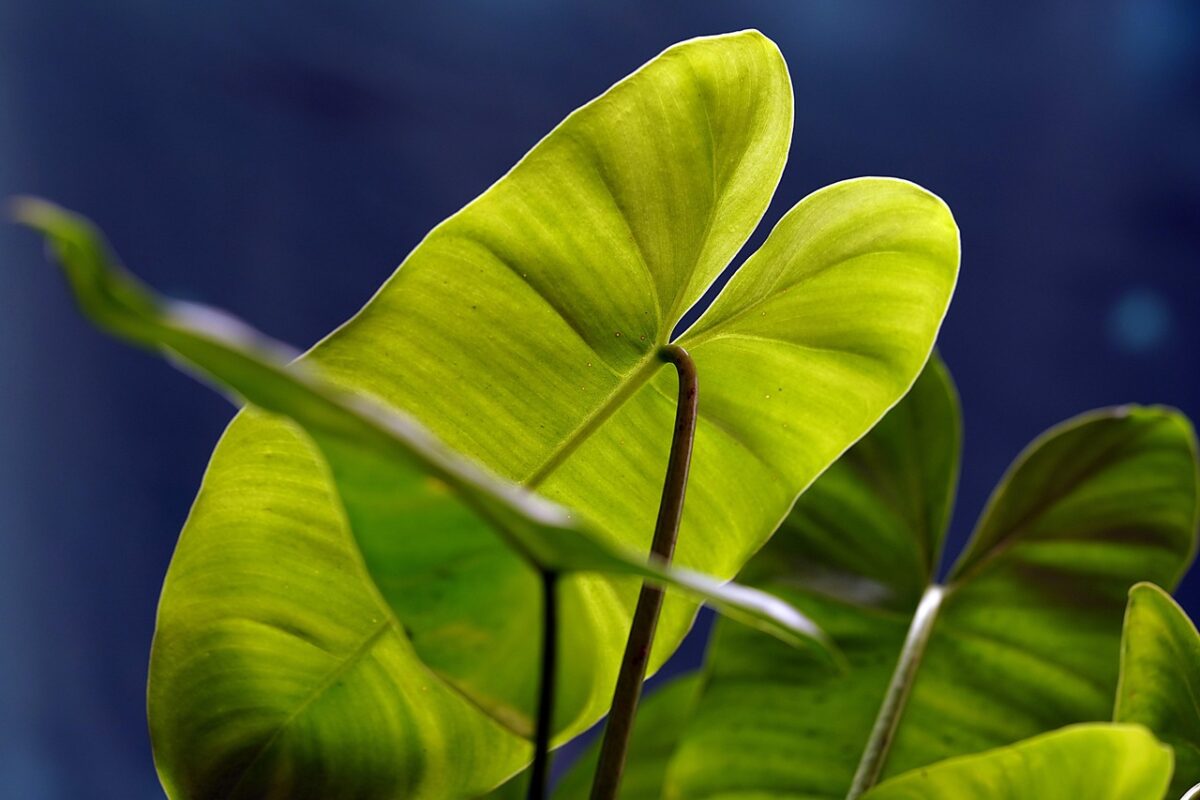 Alocasia Alocasia