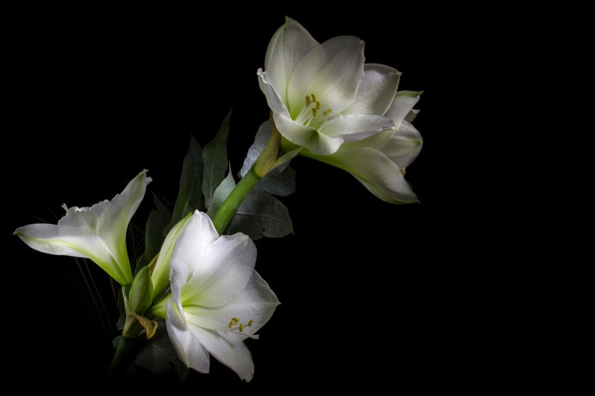 Amaryllis Amaryllis