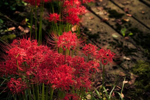 Amaryllis – Amarillis