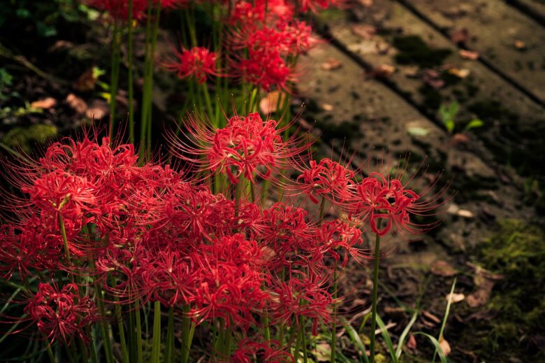 Amaryllis
