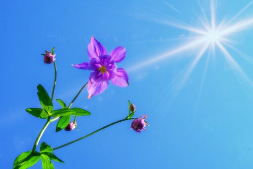 Aquilegia coltivazione