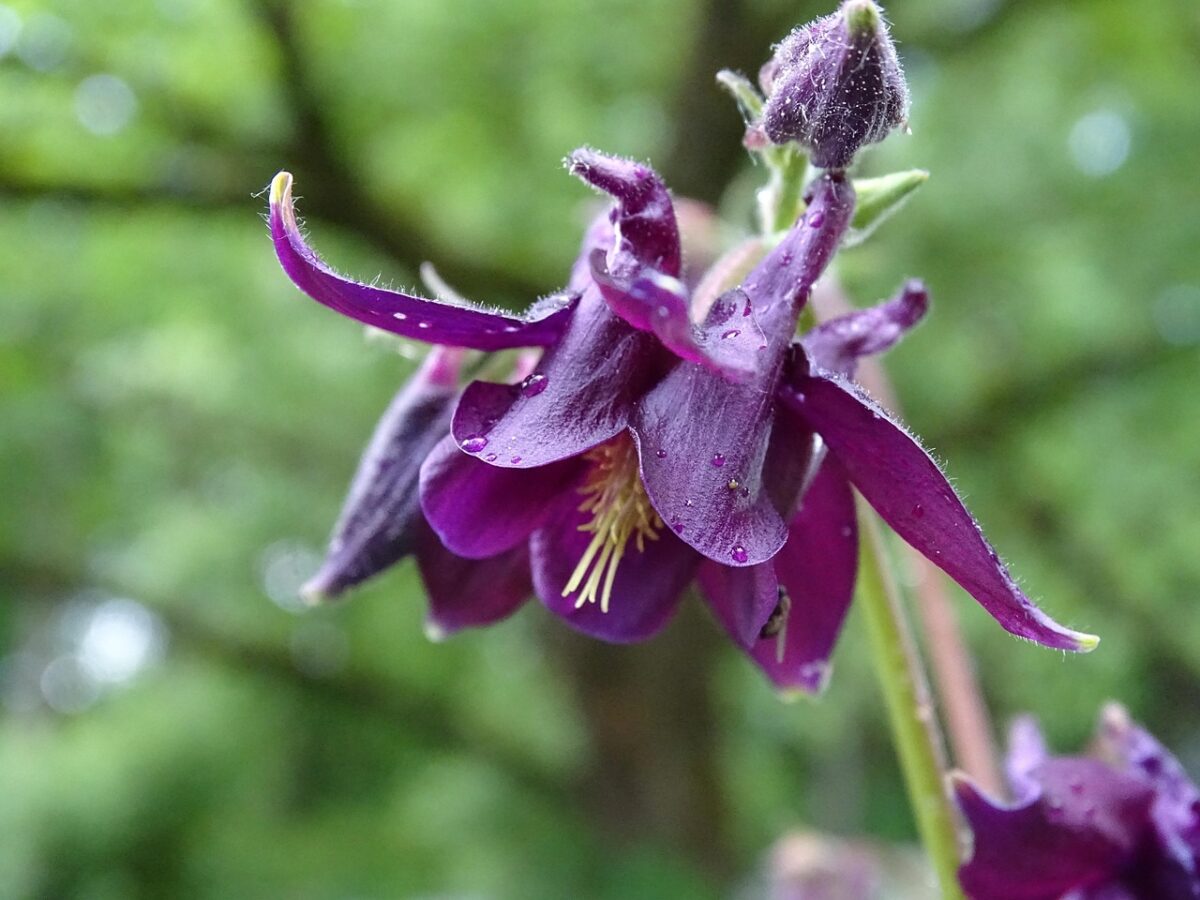 Aquilegia Aquilegia