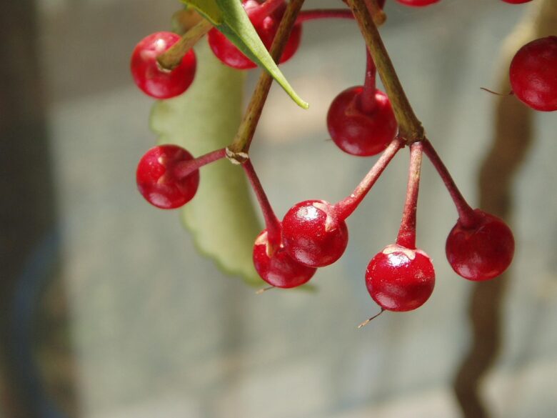 Ardisia