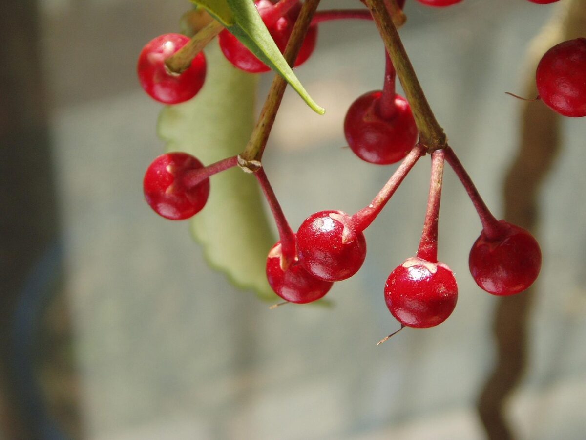 Ardisia Ardisia