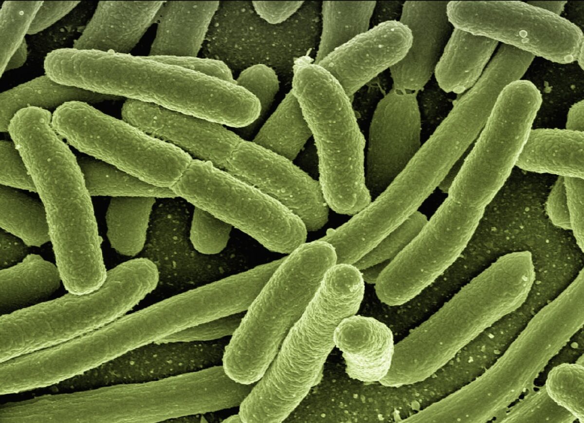 Bacteria Bacteria