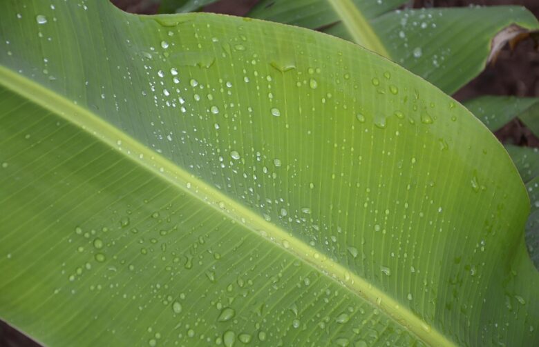Banano