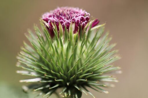 Bardana – Arctium Lappa coltivazione