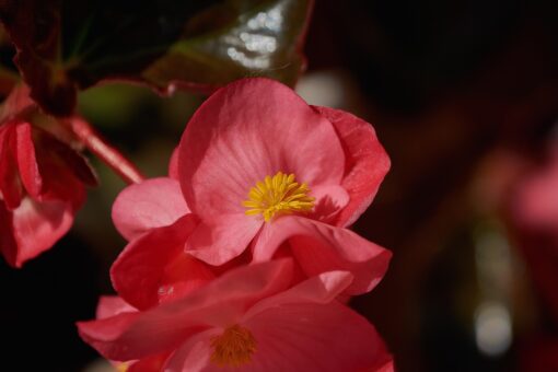 Begonia coltivazione