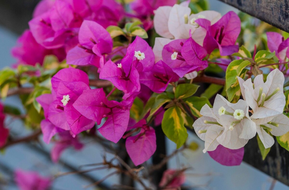 Bouganvillea