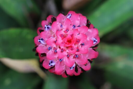 Bromelia – Pianta d’appartamento