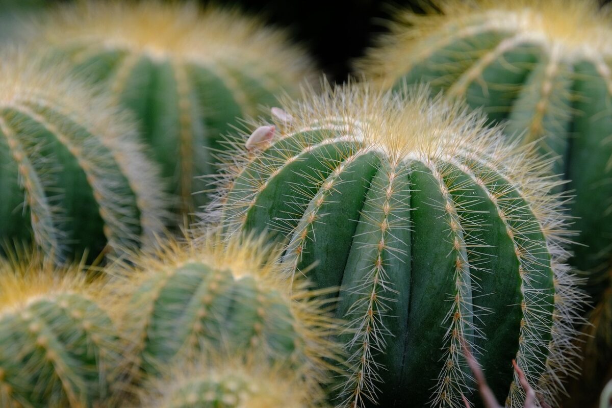 Cactus moltiplicazione