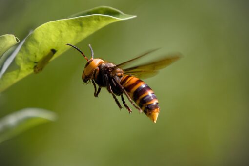 Vespa velutina mandarina calabrone giapponese