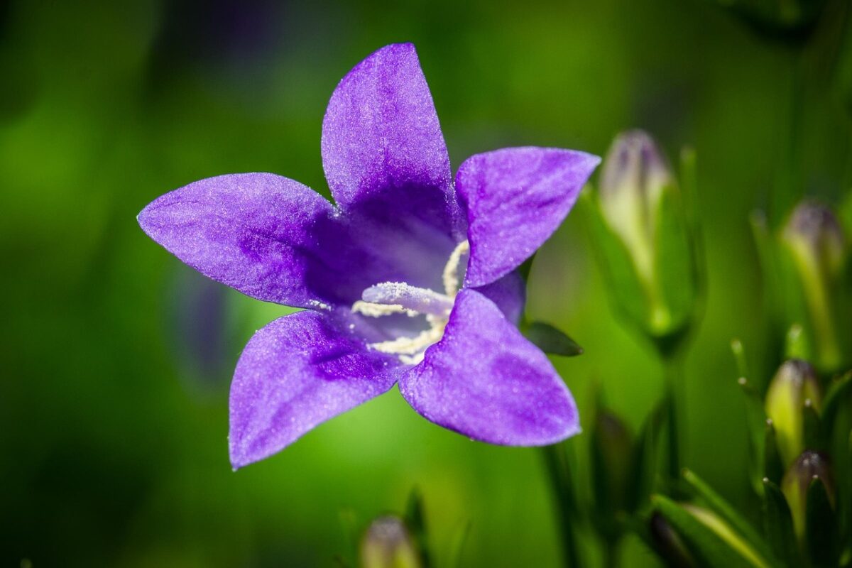 Campanula Campanula