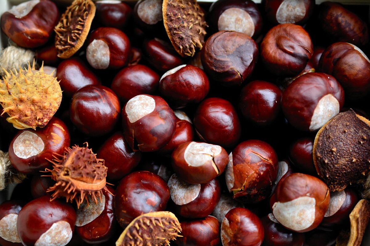 Castagne Castagne