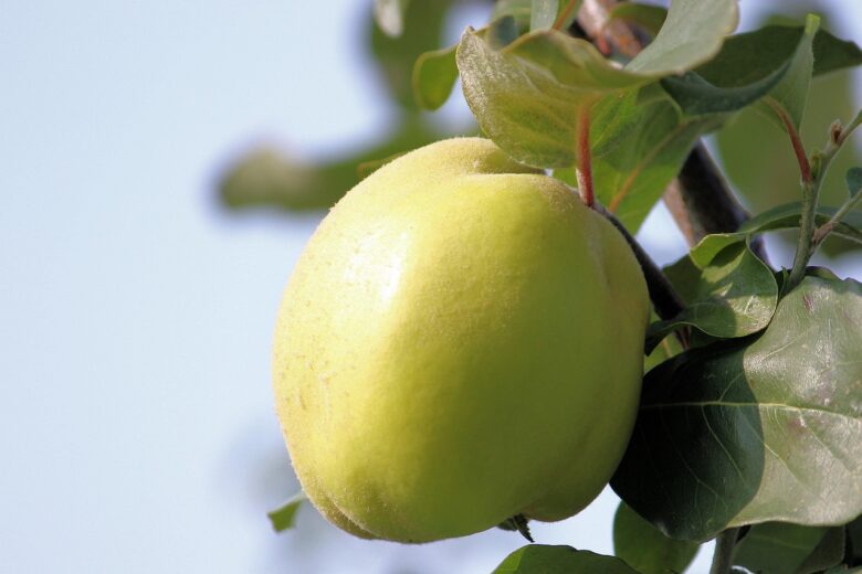 Cotognata