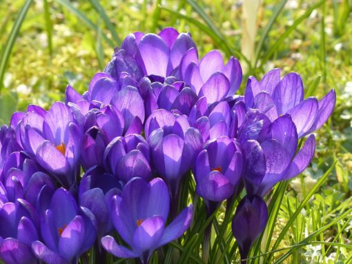 Piante e fiori di Febbraio