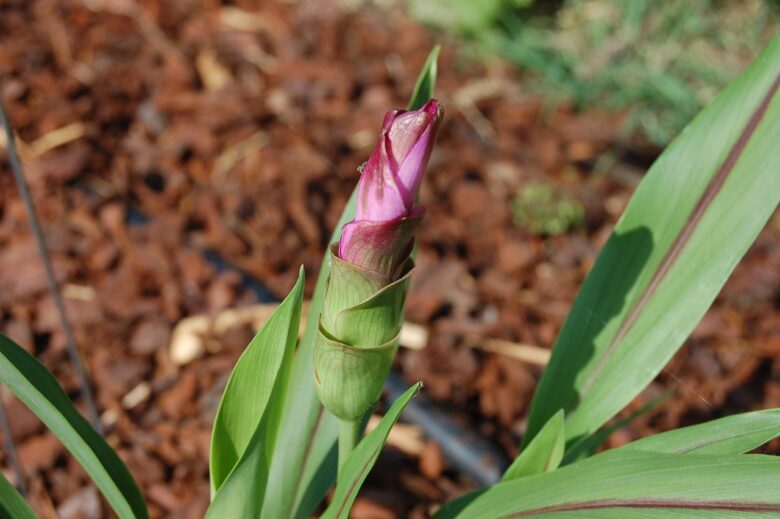 Curcuma, Alismatifolia