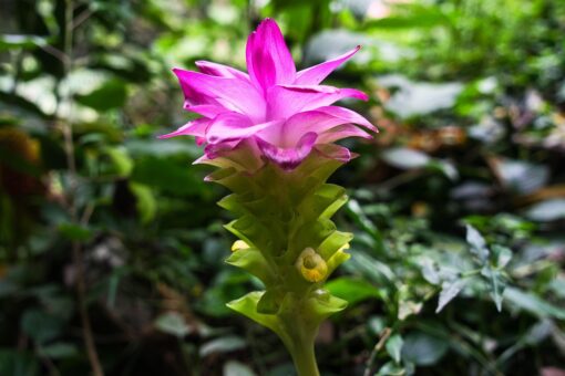 Curcuma alismatifolia