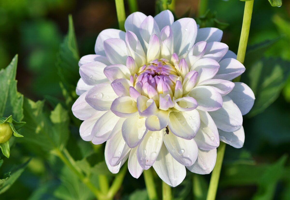 Dalia