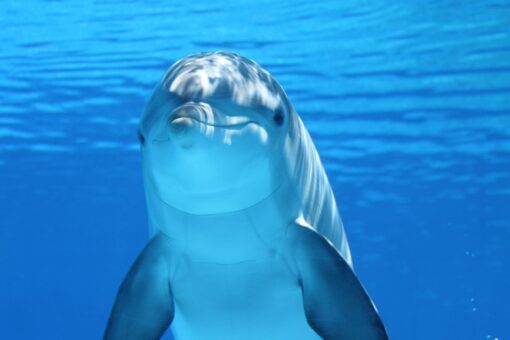 Delfini: la scheda di un mammifero con la M maiuscola