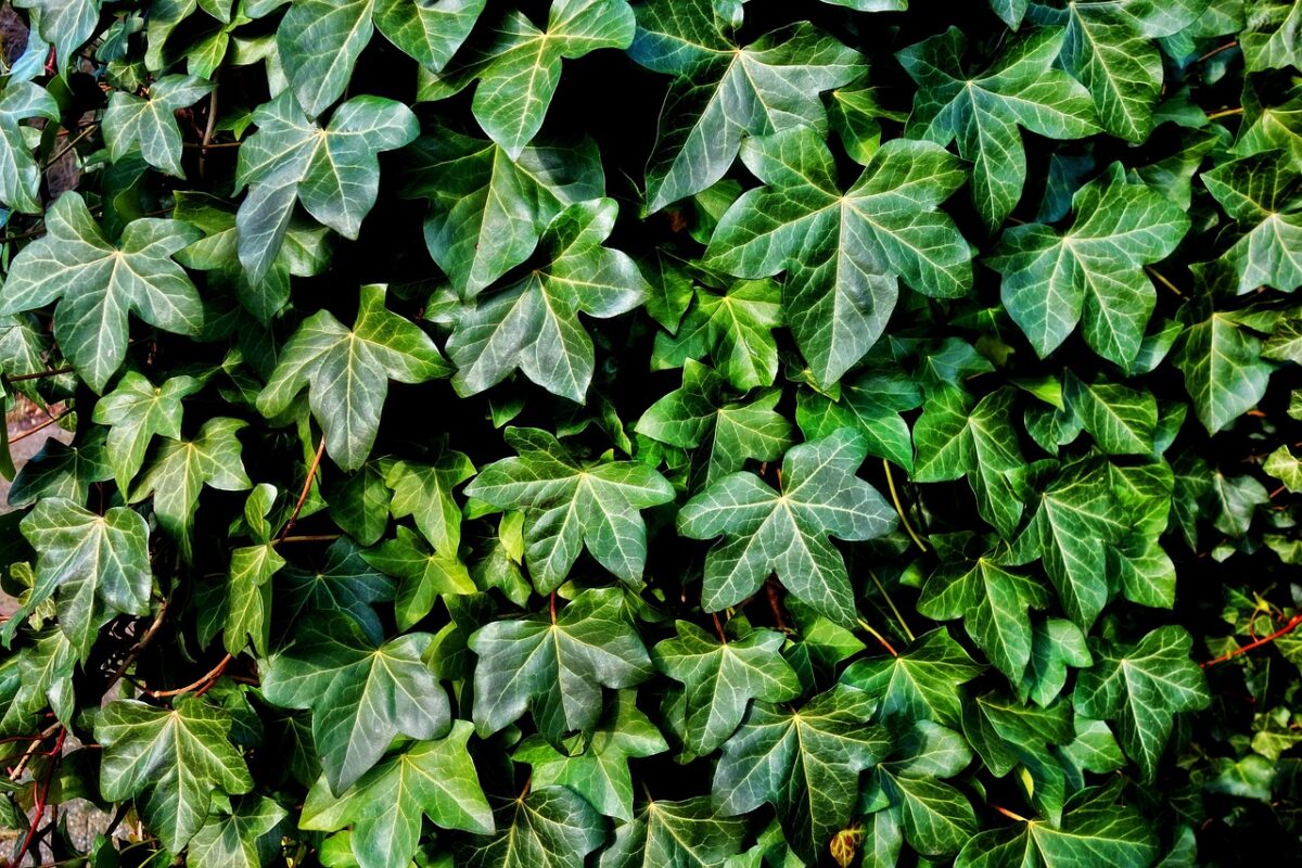 Edera Edera