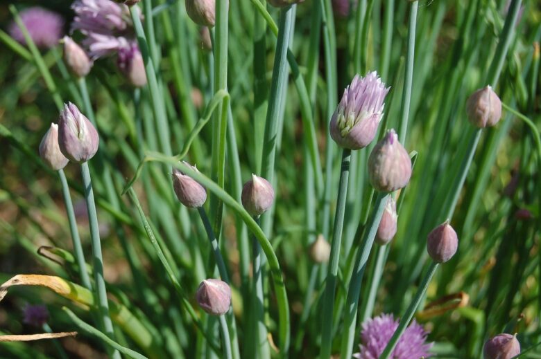 Erba, Cipollina