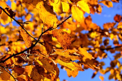 Faggio – Fagus sylvatica