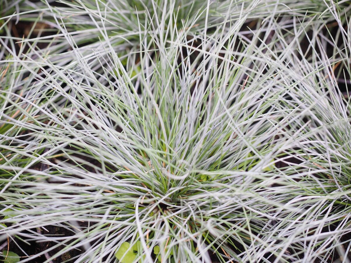 Festuca Festuca