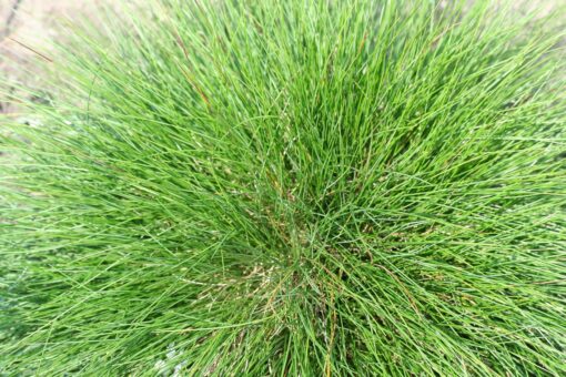 Festuca coltivazione