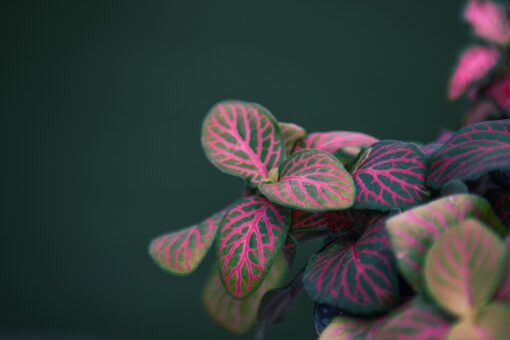 Fittonia coltivazione