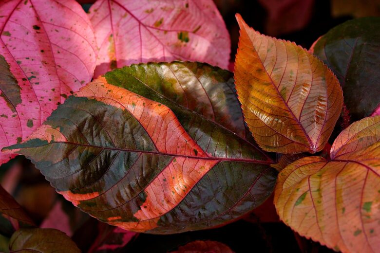 Foglie, Calathea
