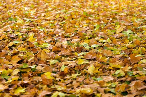 Riconoscere le malattie delle piante dalle foglie
