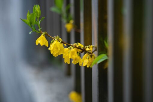 Forsizia – Forsythia coltivazione