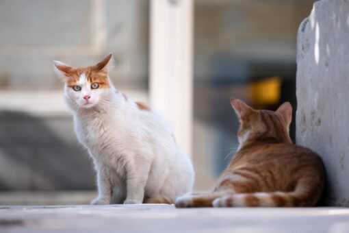Eliminare cattivi odori dalla lettiera del gatto