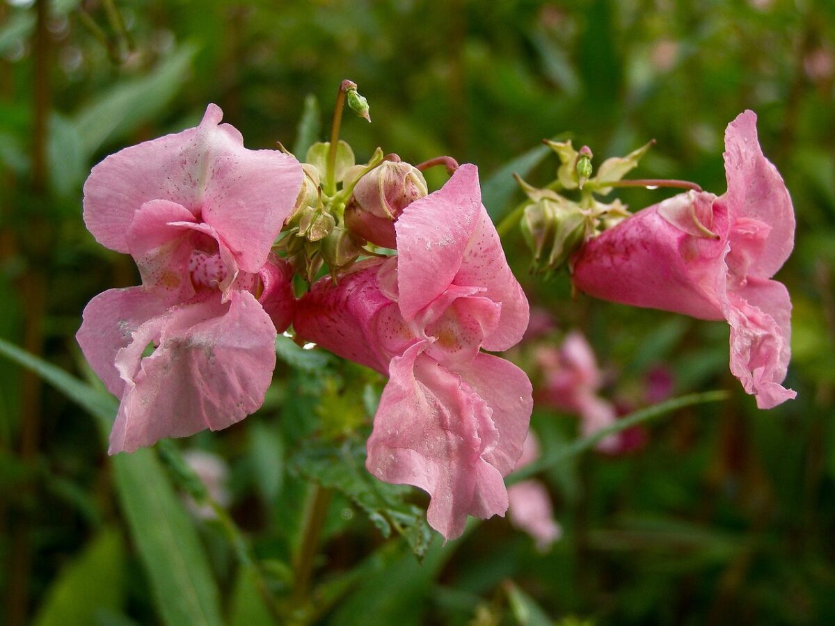 Impatiens&nbsp;