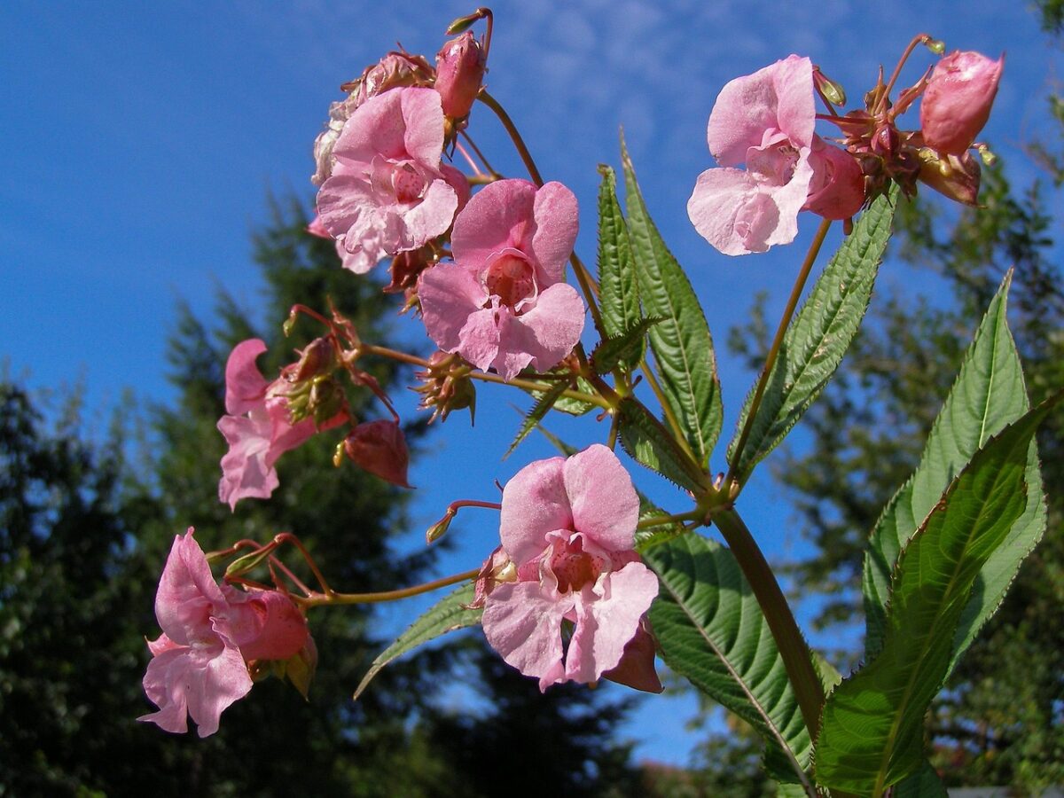 Impatiens Impatiens