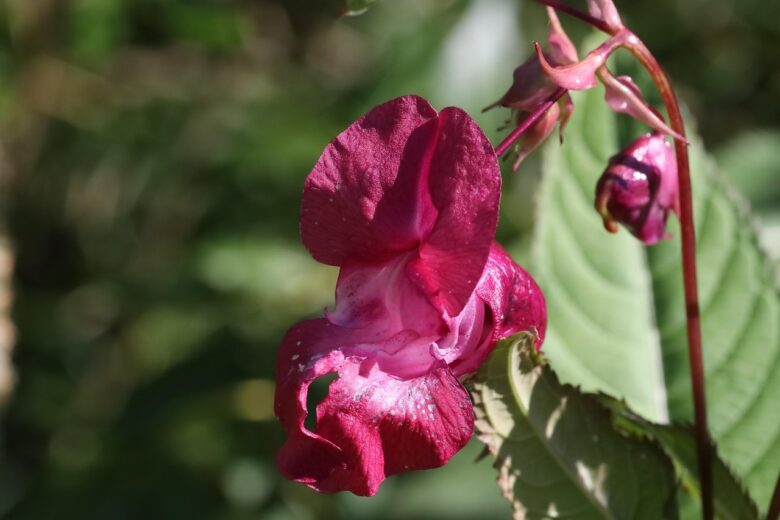 Impatiens