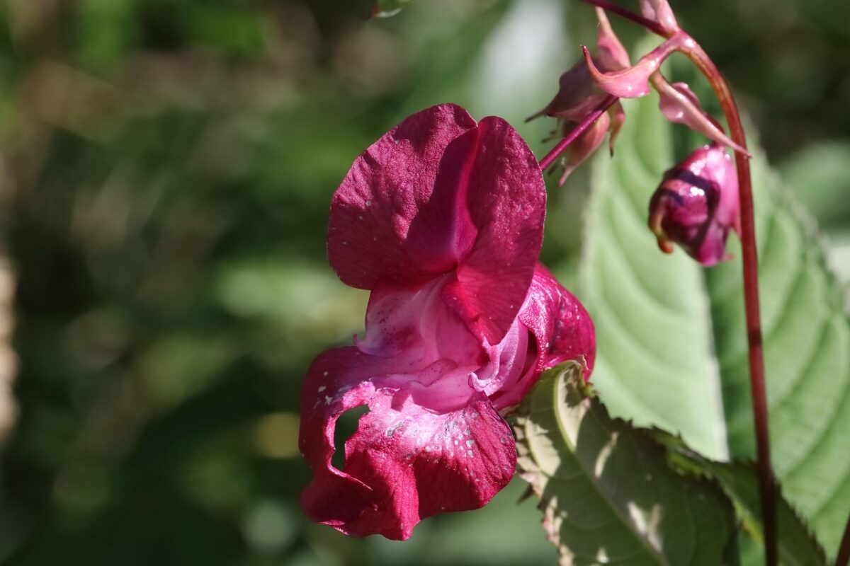 Impatiens Impatiens