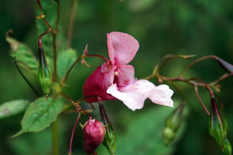 Impatiens