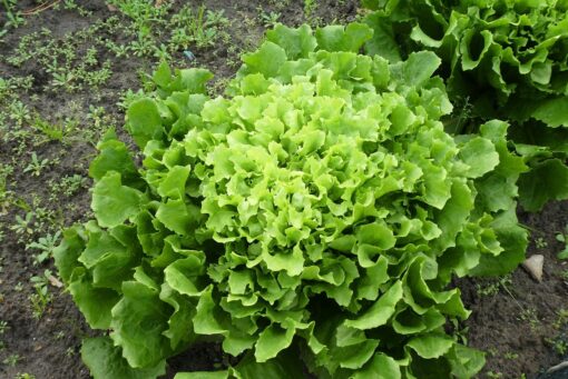 Indivia belga – Cichorium endivia