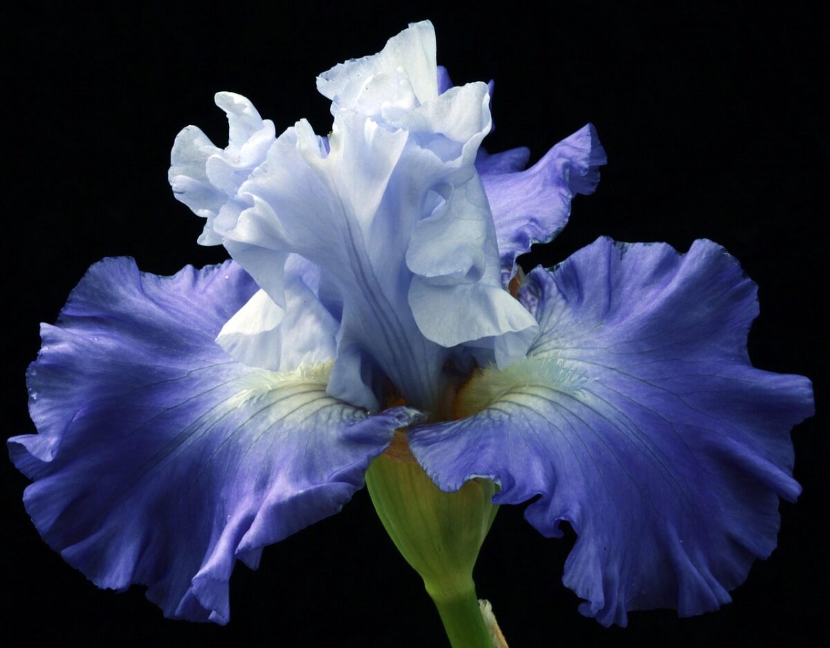 Iris Iris
