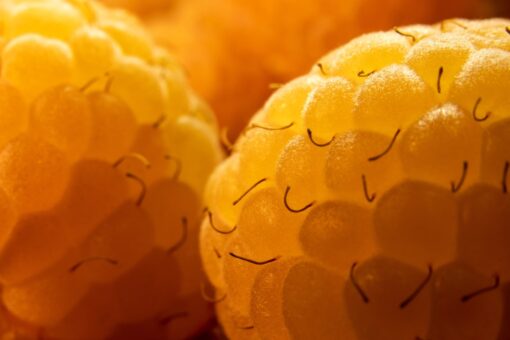 Lampone giallo – Rubus idaeus