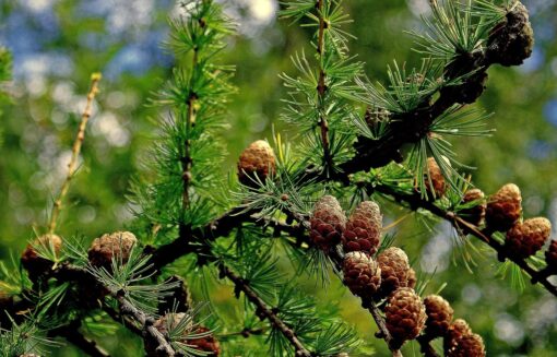 Larice – Larix decidua