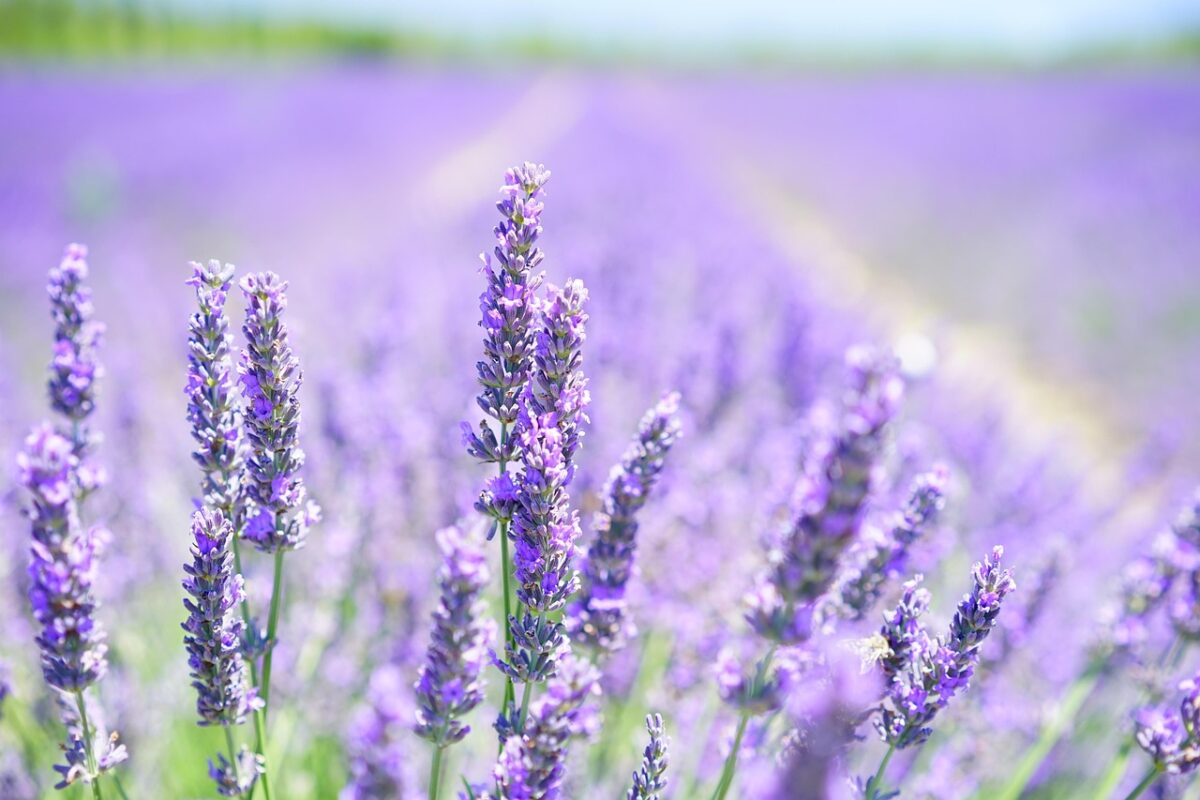 Lavanda Lavanda